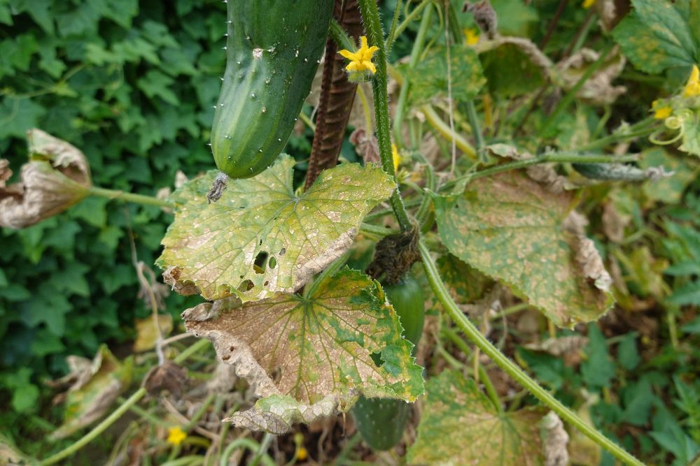 Zaraza na ogórkach jak zwalczać choroby ogórków