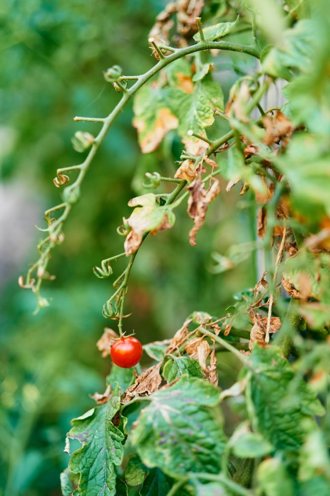 Zaraza ziemniaczana na pomidorach