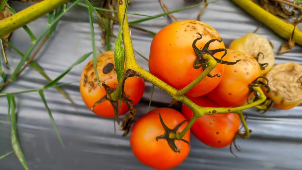 Zaraza ziemniaczana w pomidorach