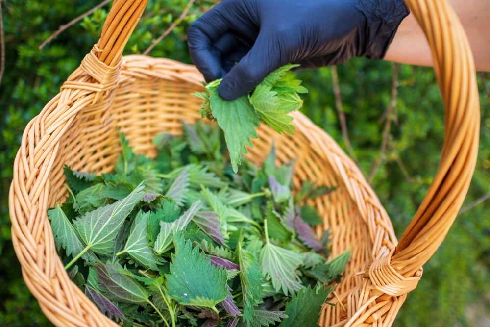 Zbieranie pokrzywy na gnojówkę