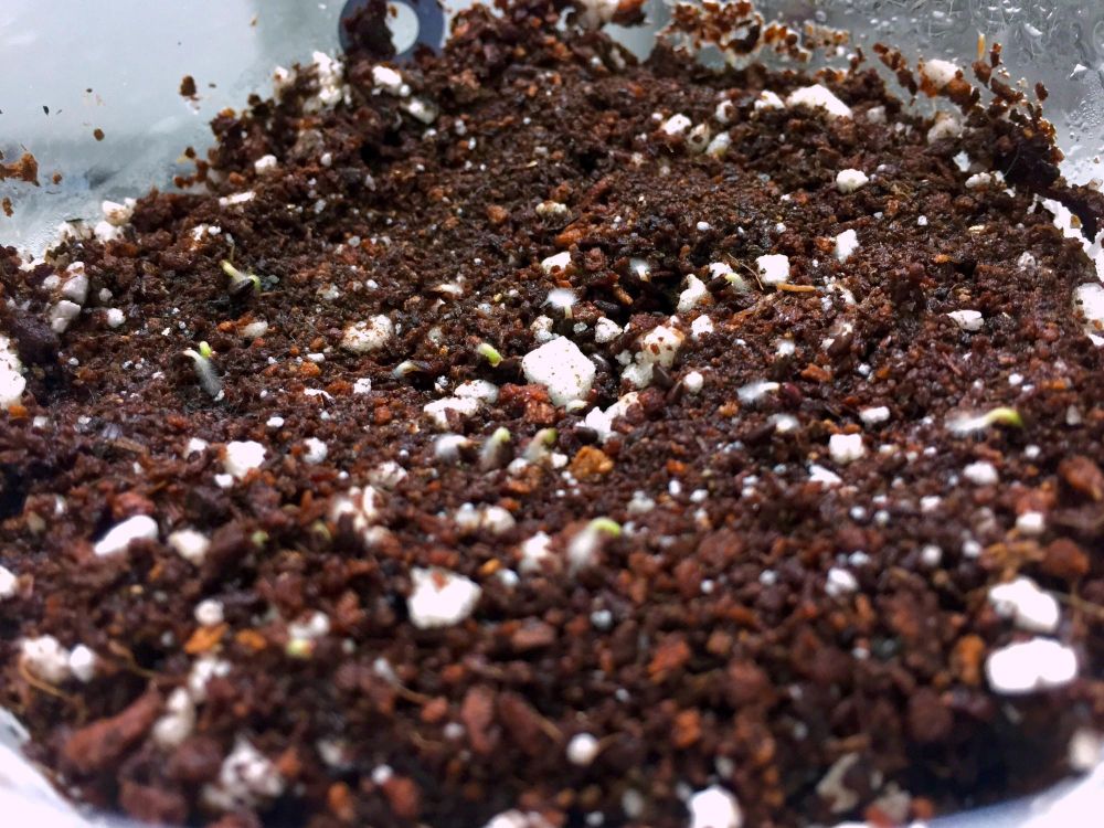 Ziemia bigos do kwiatów