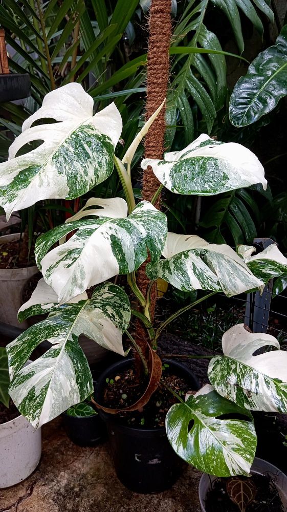 Ziemia do monstery variegata