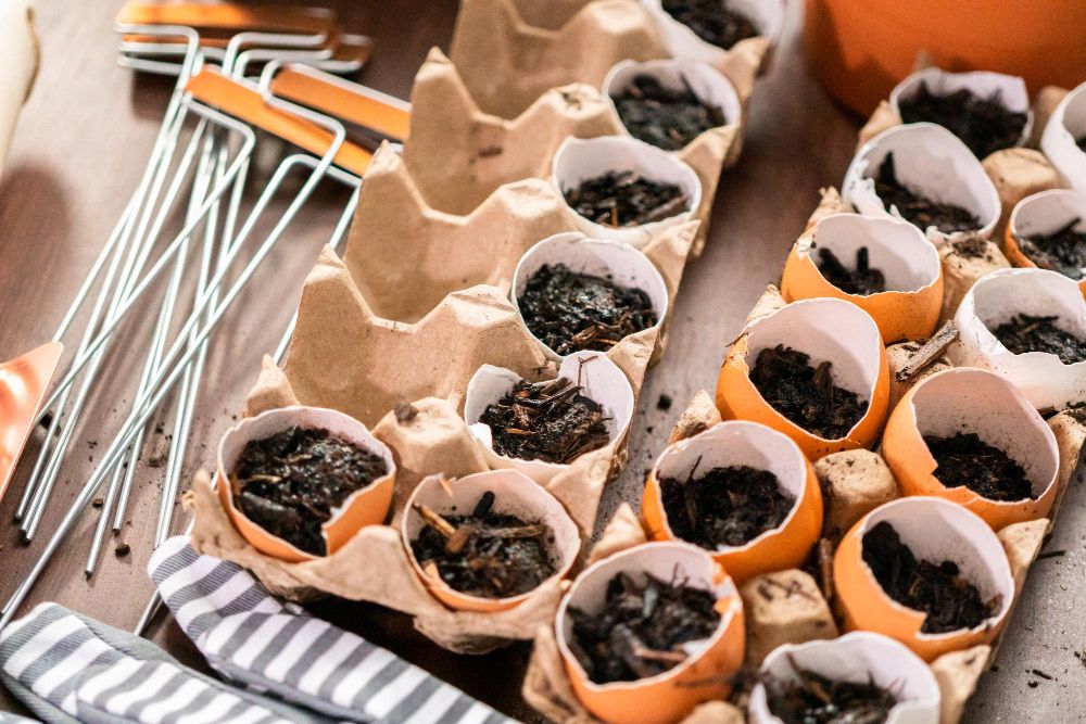 Ziemia w skorupkach od jajek