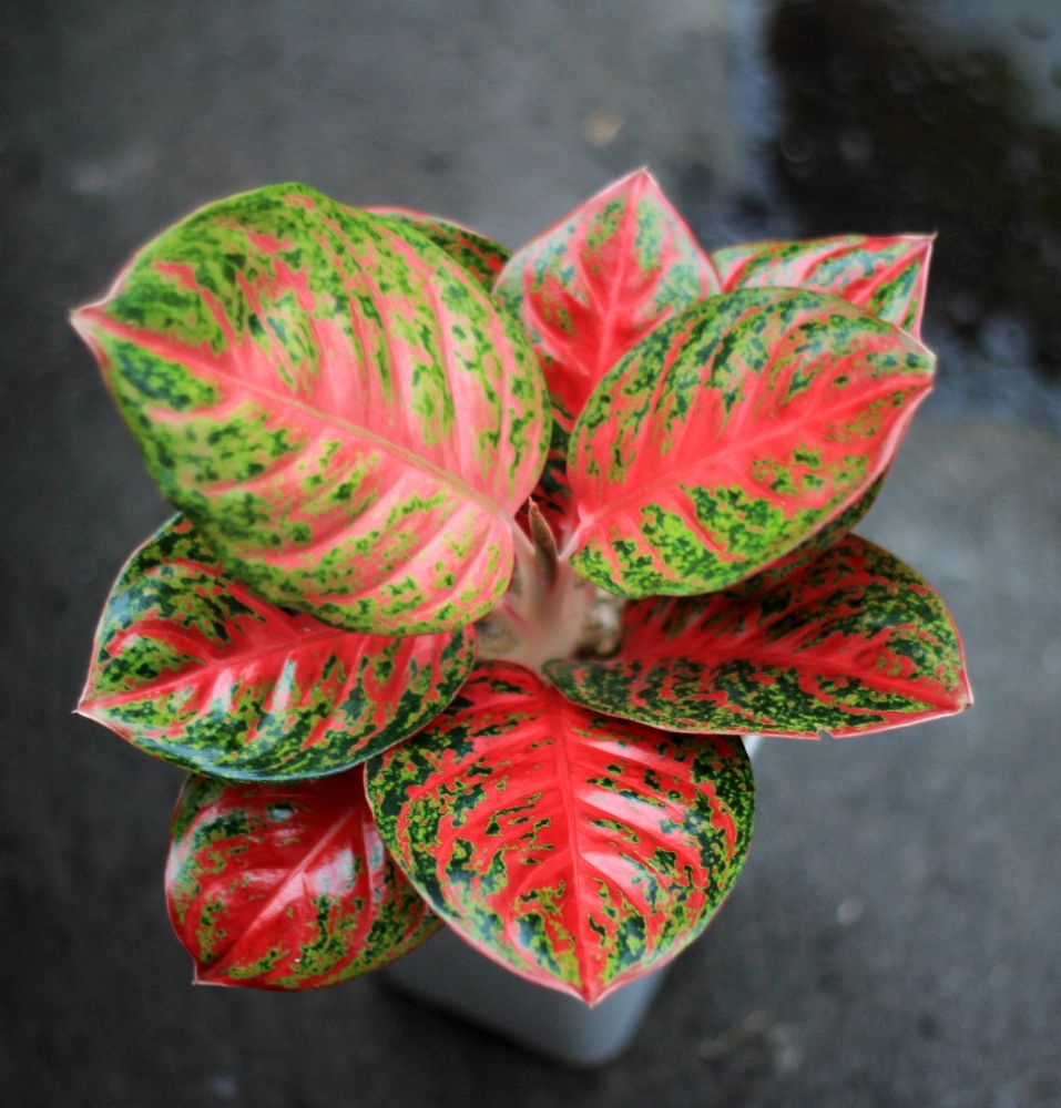 Aglaonema