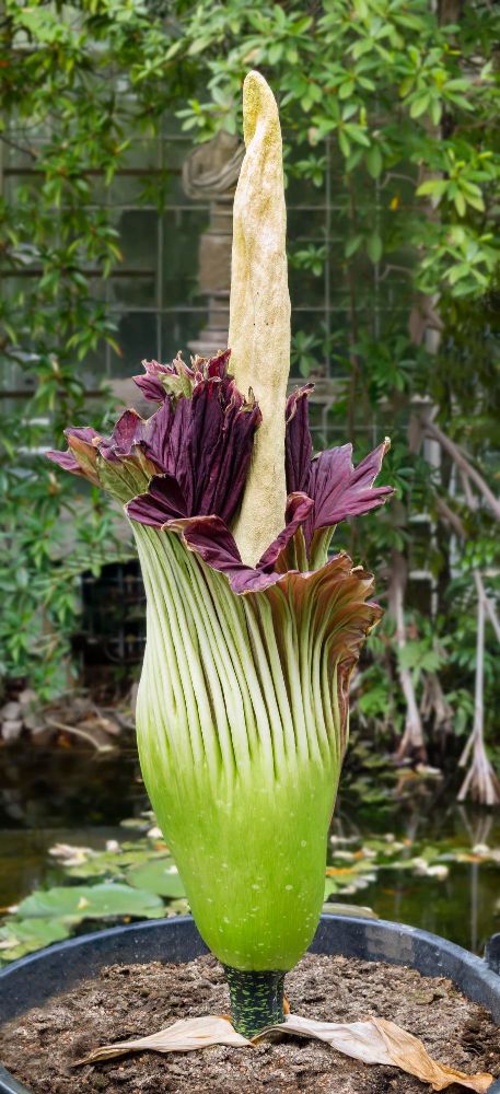 Amorphophallus titanum w donicy