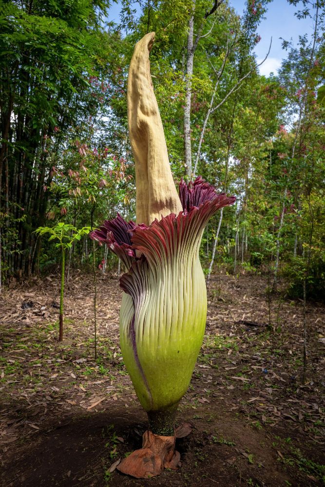 Amorphophallus titanum