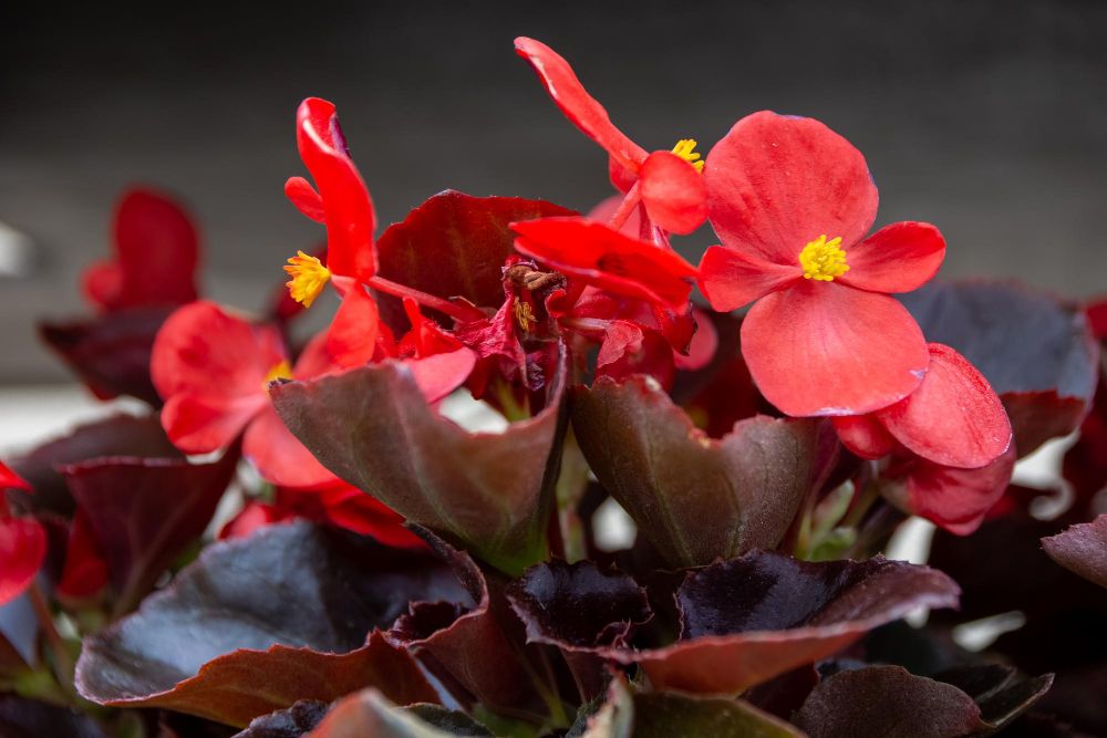 Begonia czerwona