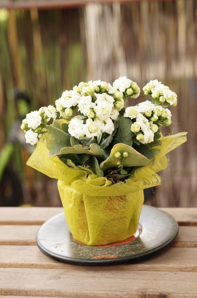 Białe kalanchoe