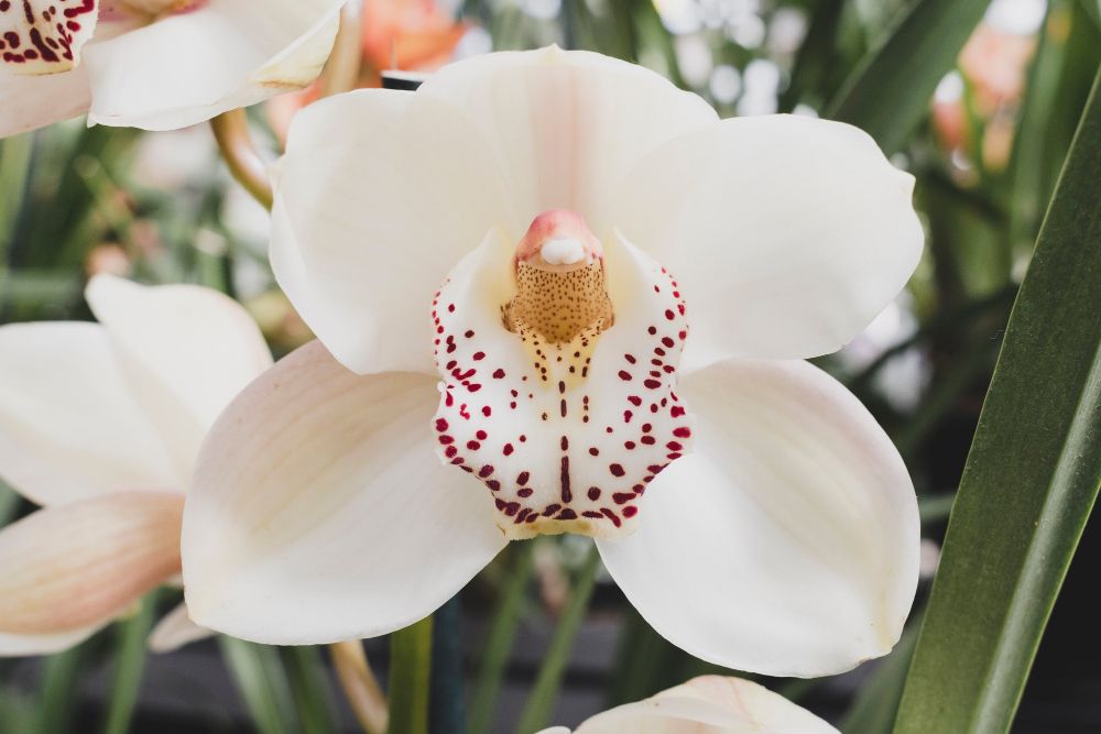 Białe kwiaty doniczkowe