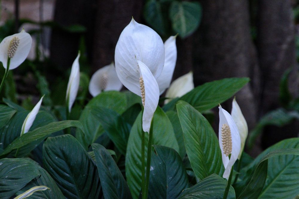 Białe kwiaty skrzydłokwiatu
