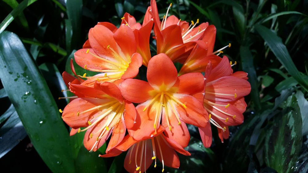 Kwiaty podobne do storczyków