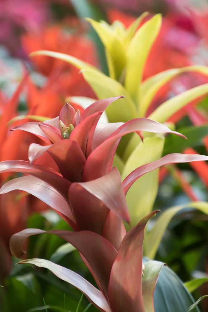 Czerwona i żółta guzmania