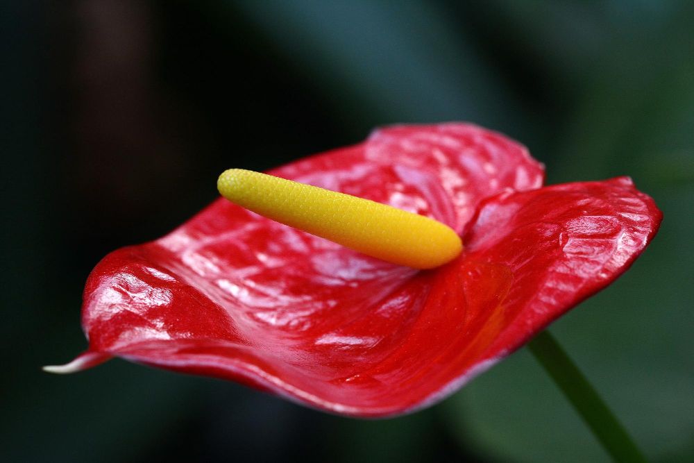 Czerwone kwiaty doniczkowe