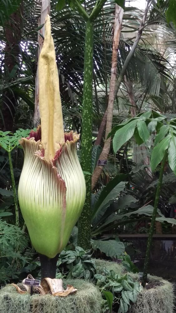 Dziwidło olbrzymie w ogrodzie botanicznym