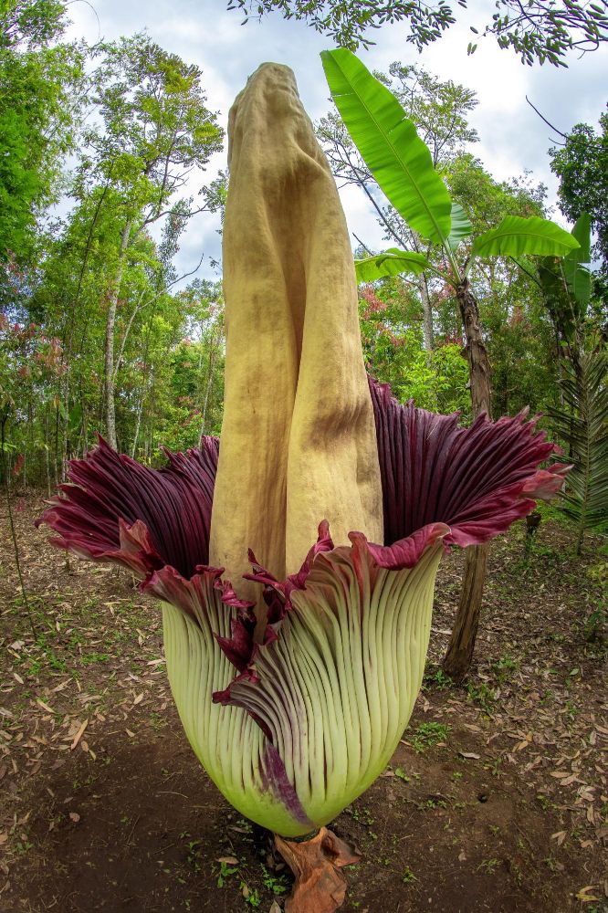 Dziwidło olbrzymie z bliska