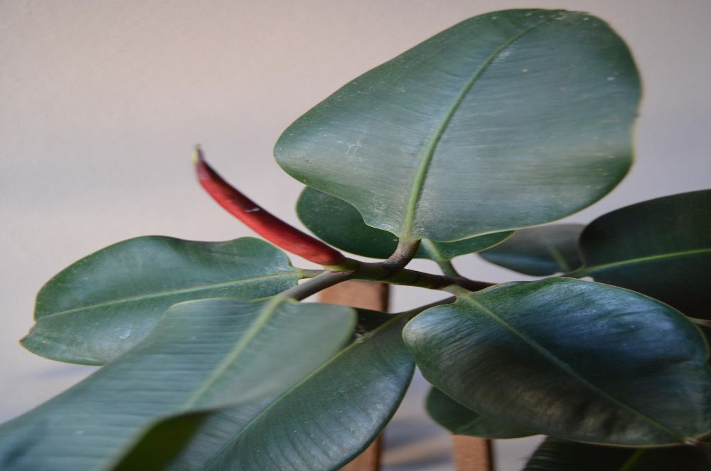 Figowiec sprężysty