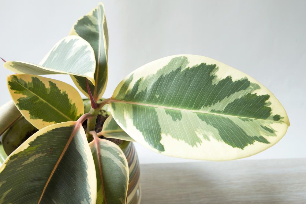 Fikus sprężysty kolory