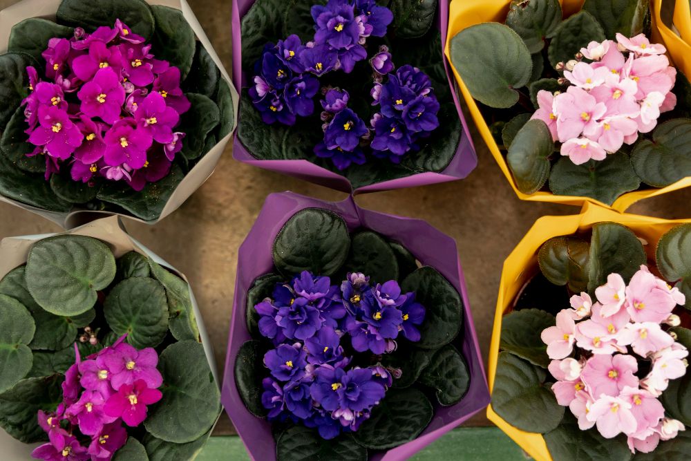 Fiołek afrykański kolory