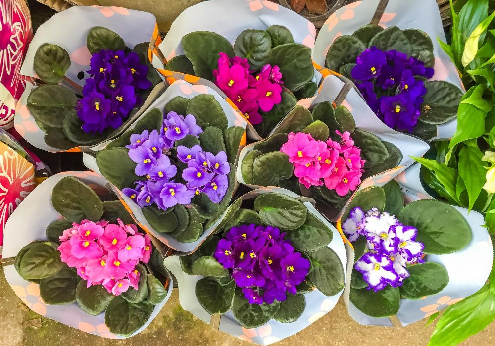 Fiołek afrykański odmiany