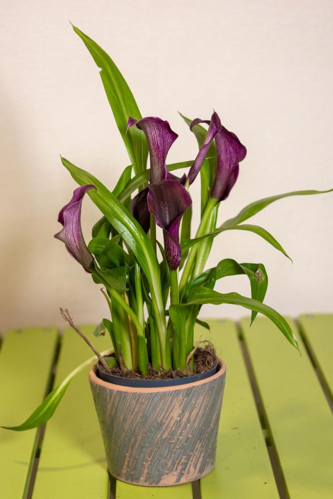 Fioletowa kalia doniczkowa