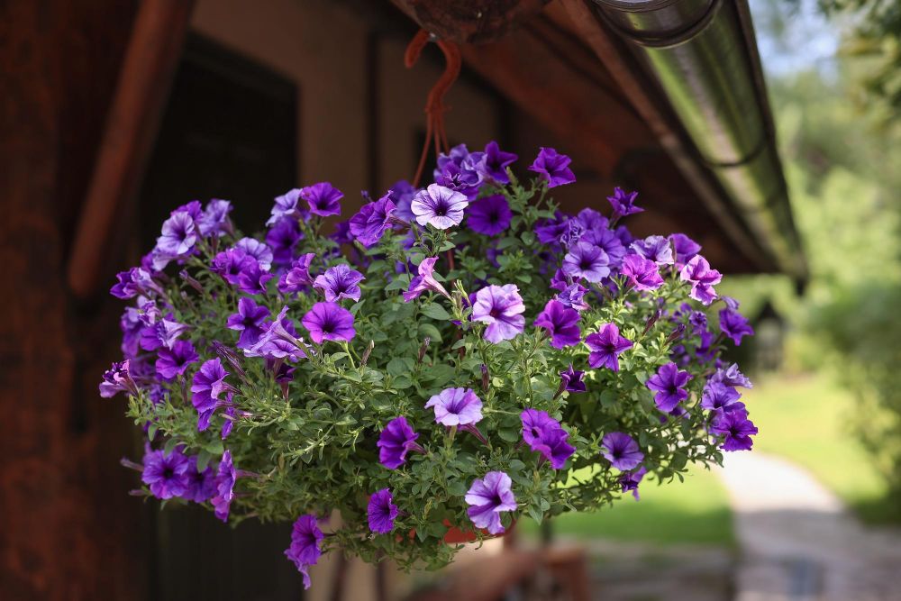 Fioletowa petunia