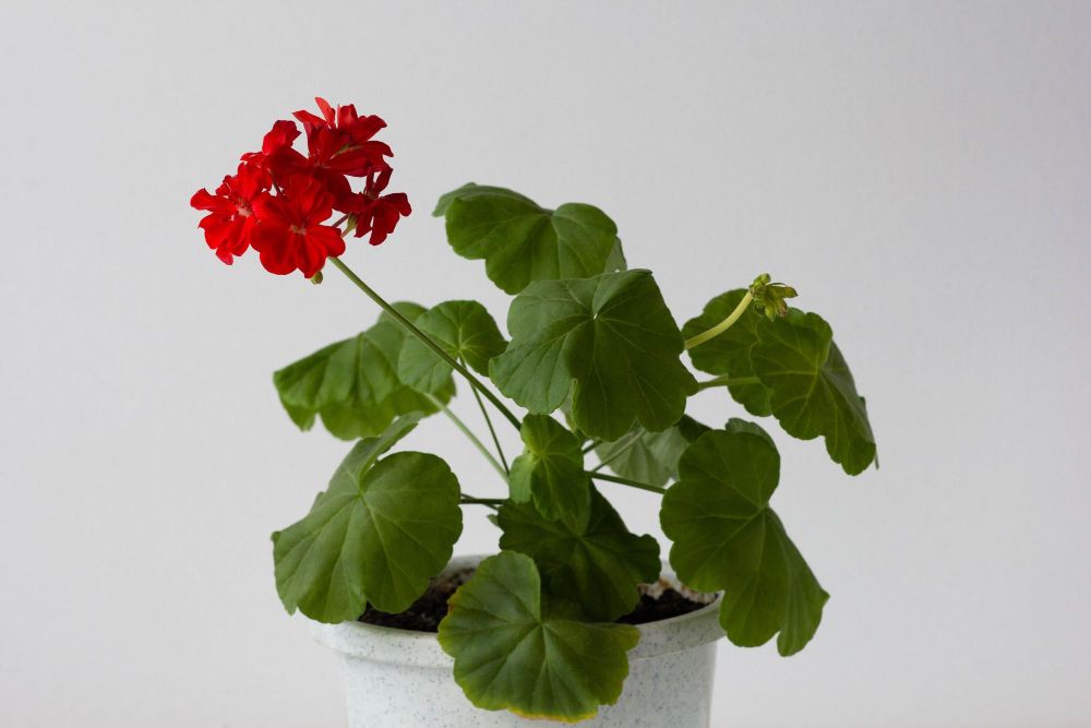 Geranium w doniczce