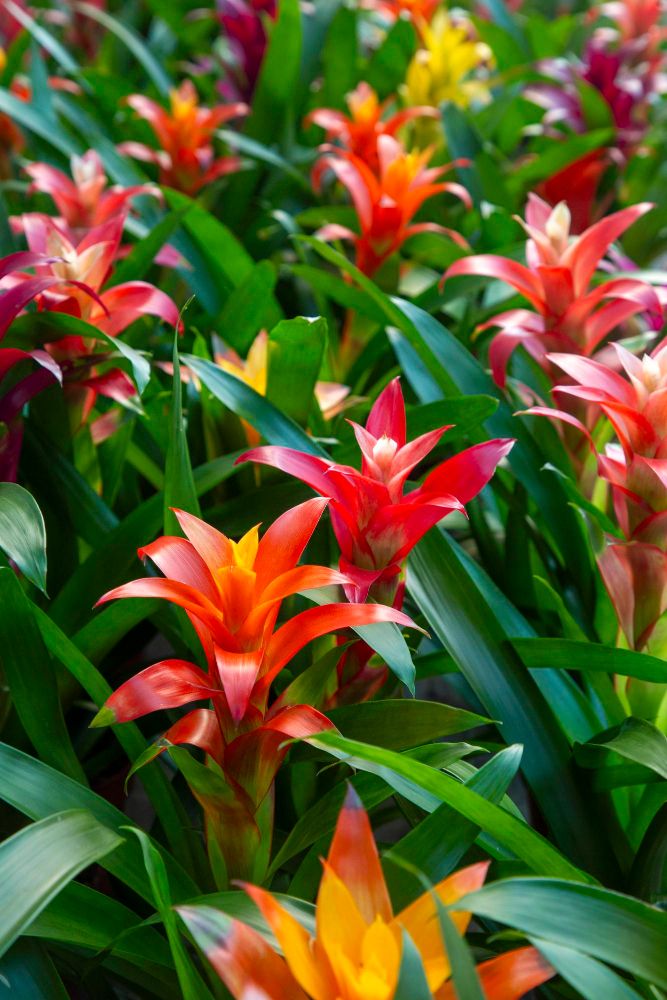 Guzmania doniczkowa w sklepie