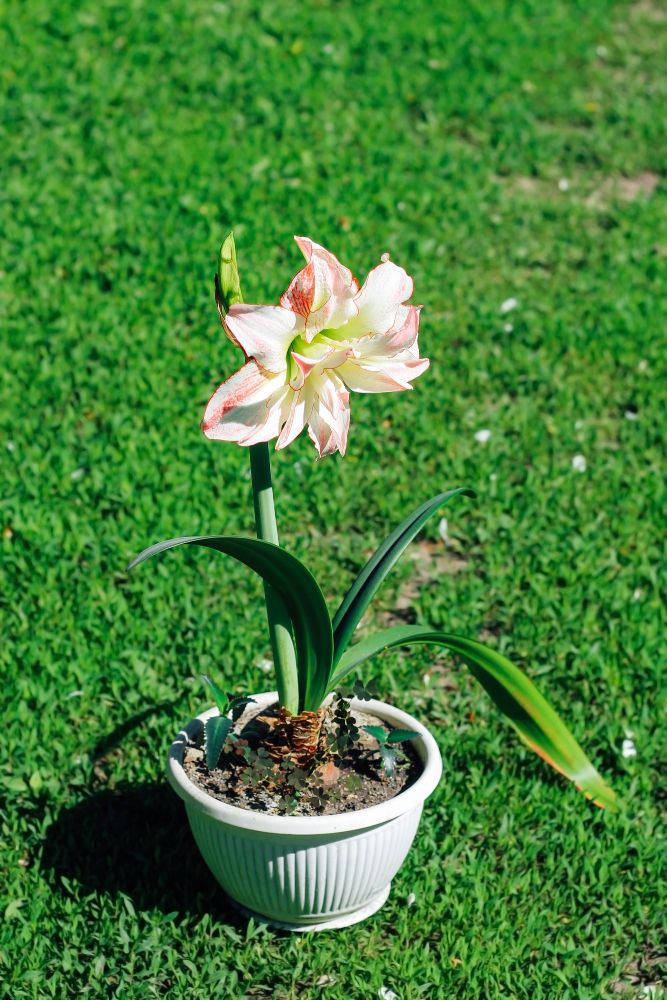 Hippeastrum