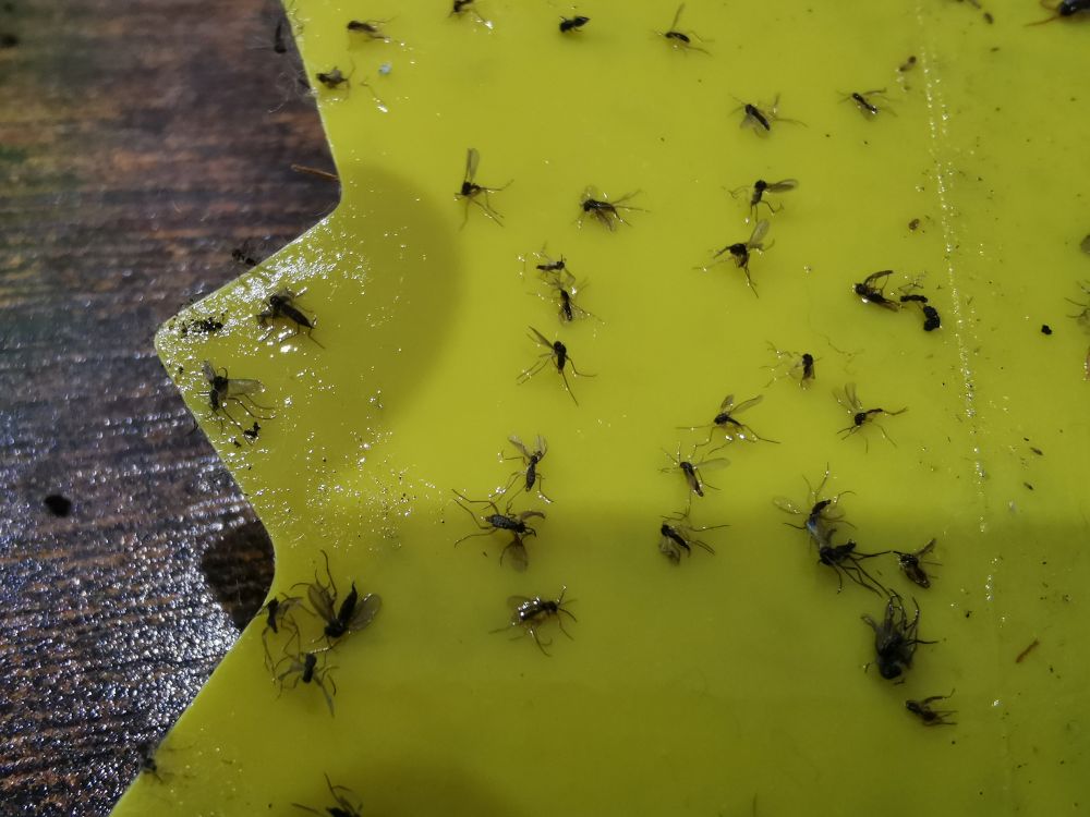 Jak pozbyć się ziemiórek