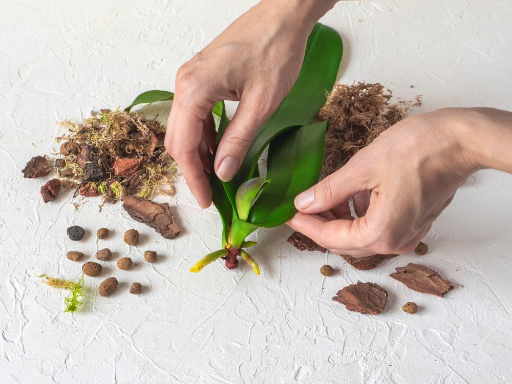 Jak rozmnażać storczyki