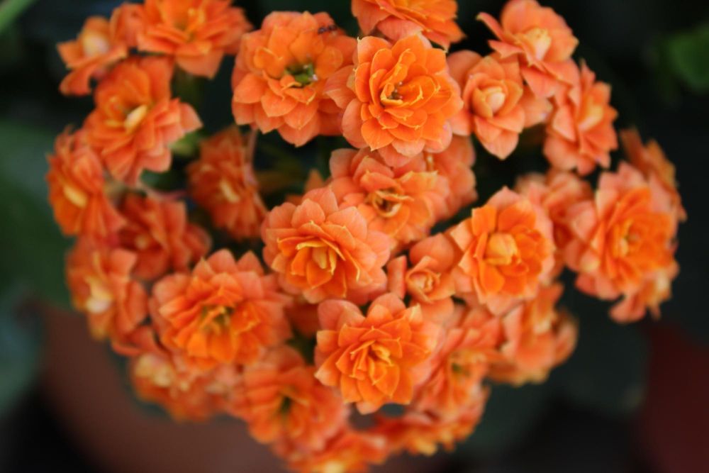 Kalanchoe pomarańczowe