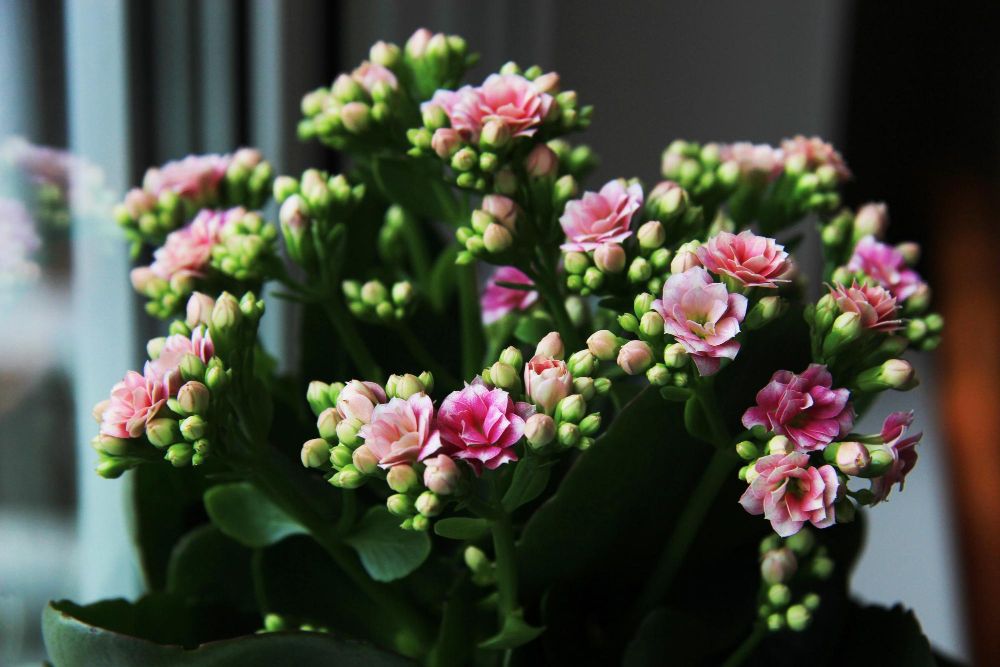 Kalanchoe
