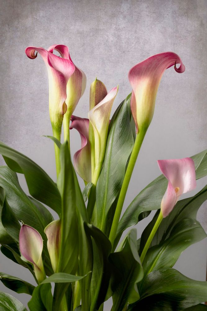 Kalia doniczkowa różowa