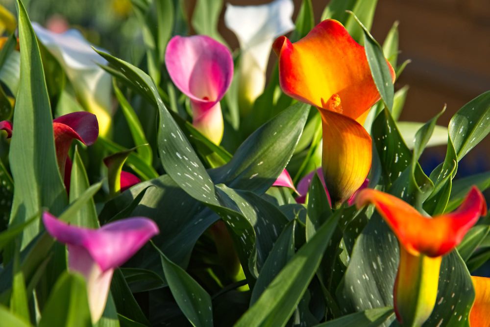 Kolory kalii doniczkowej