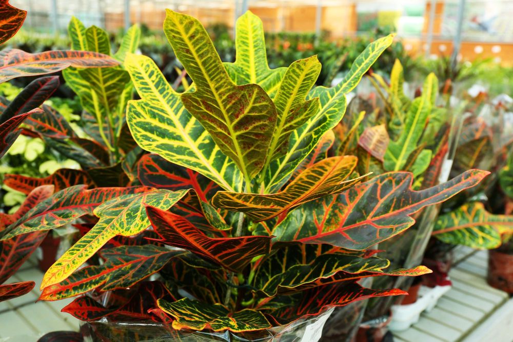 Kroton zielono czerwony