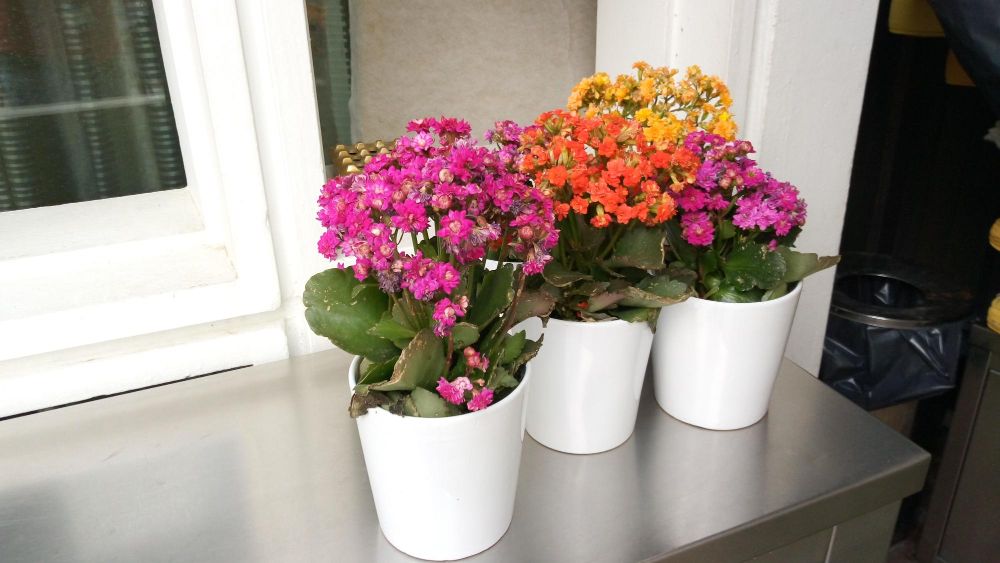 Malutkie kwiaty doniczkowe