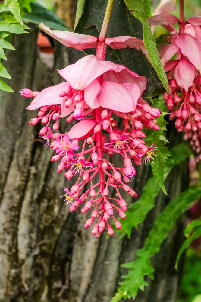 Medinilla magnifica