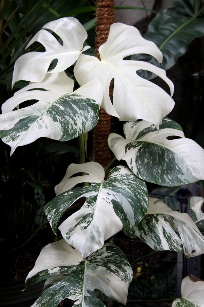 Monstera dziurawa variegata