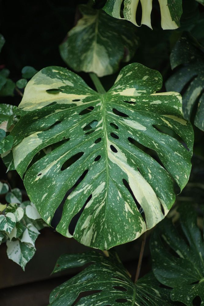 Monstera z wariegacją