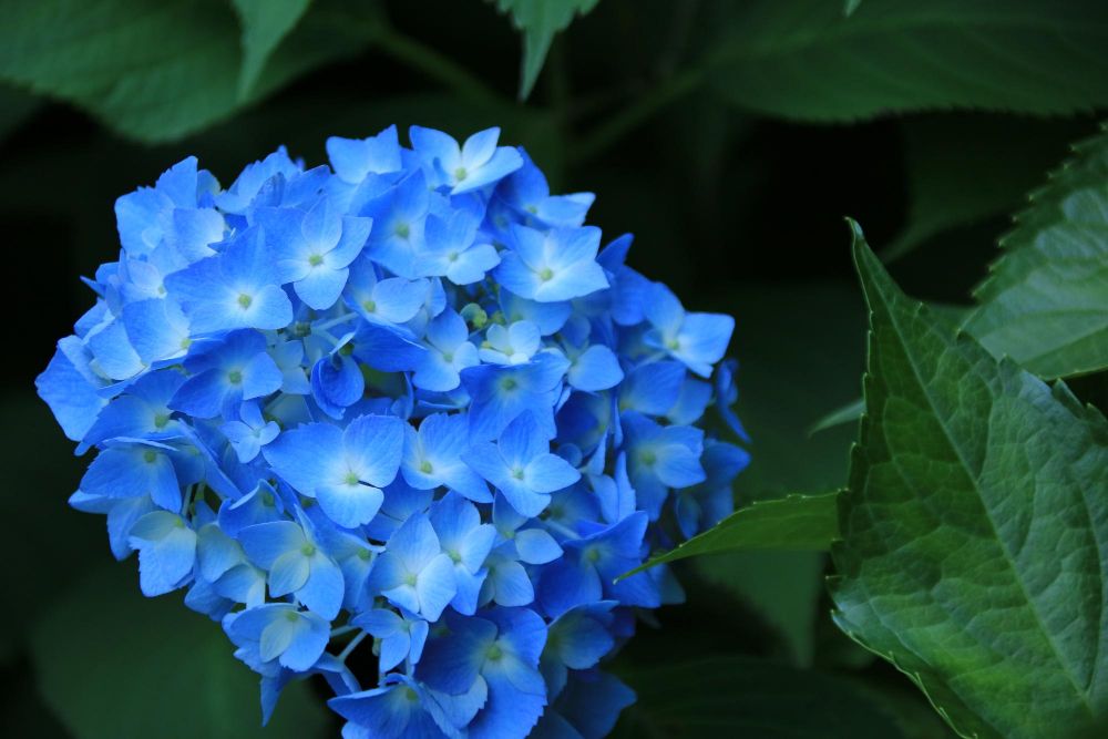 Niebieska hortensja