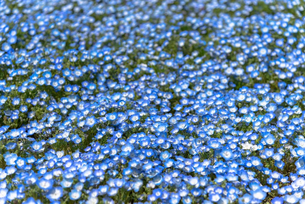 Niebieska nemophila