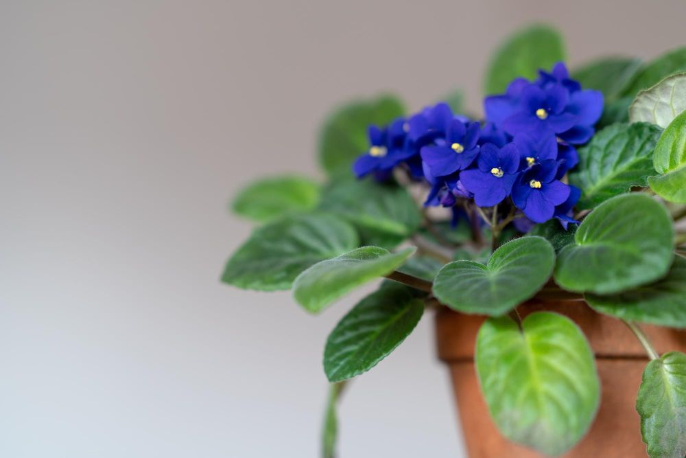 Niebieski fiołek afrykański