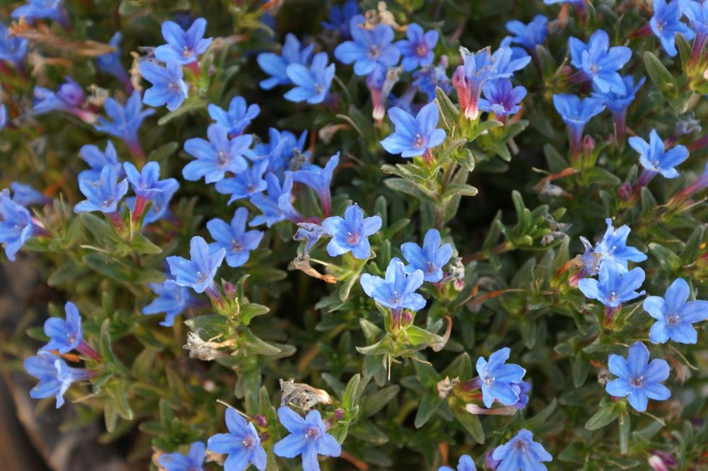 Niebieskie kwiaty doniczkowe do mieszkania i na balkon