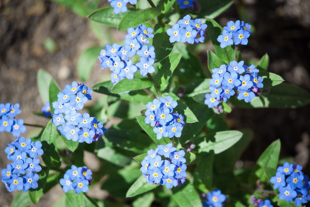 Niebieskie niezapominajki