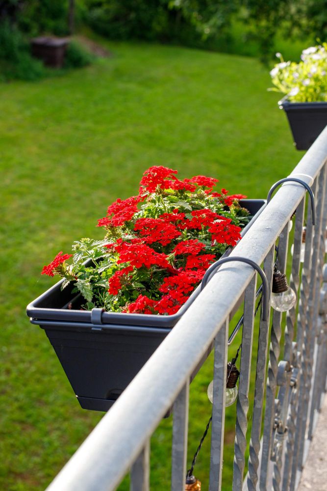 Niewymagające kwiaty balkonowe