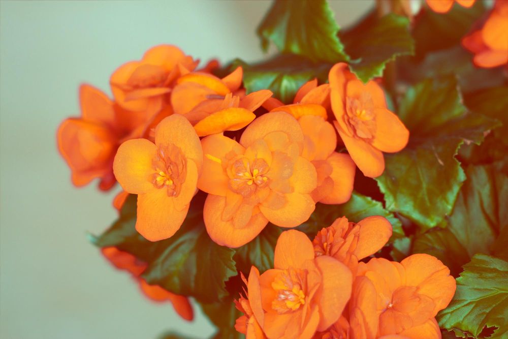 Pomarańczowa begonia