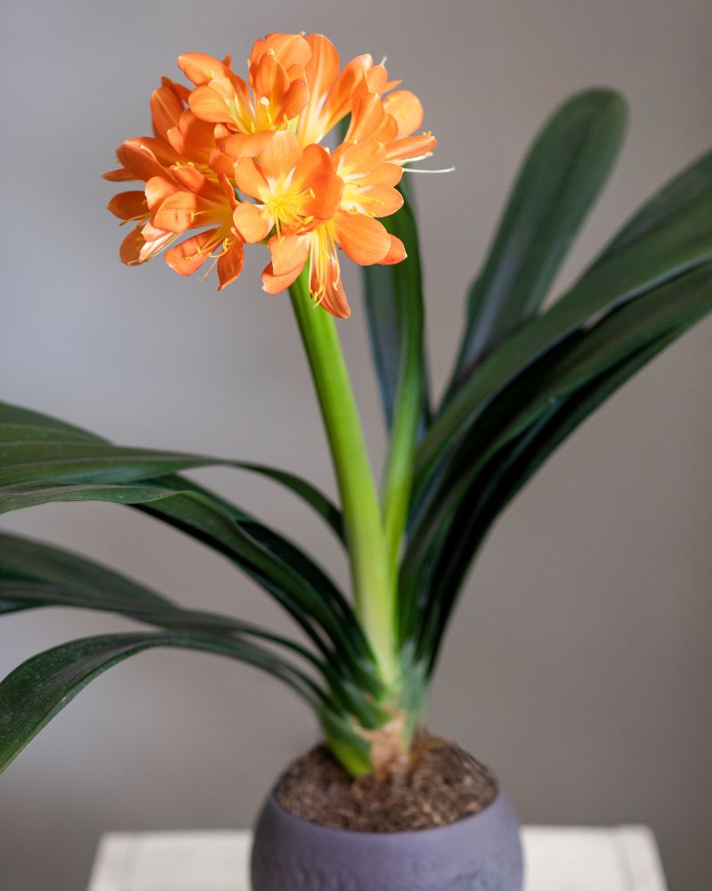 Pomarańczowa clivia miniata