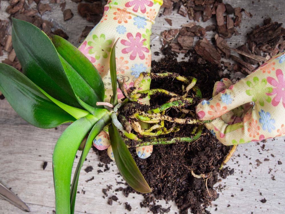 Rozmnażanie storczyka