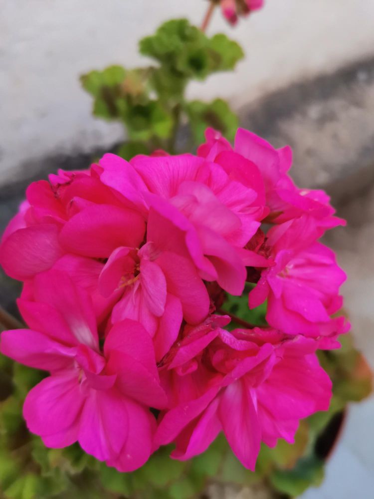 Różowa pelargonia