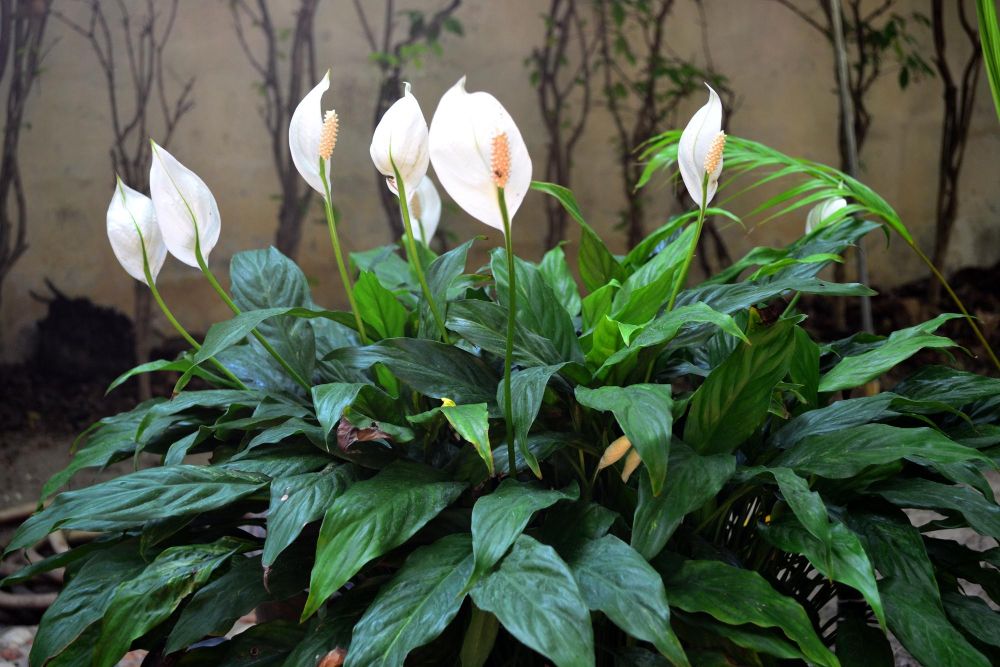 Skrzydłokwiat z dużymi liśćmi